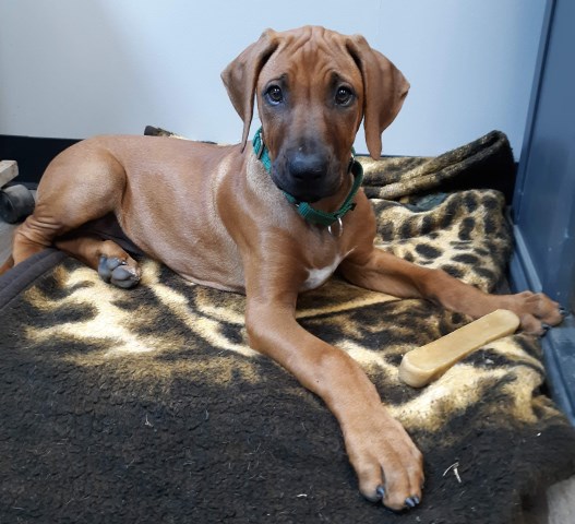 Rhodesian Ridgeback puppy dog for sale in Conneautville, Pennsylvania