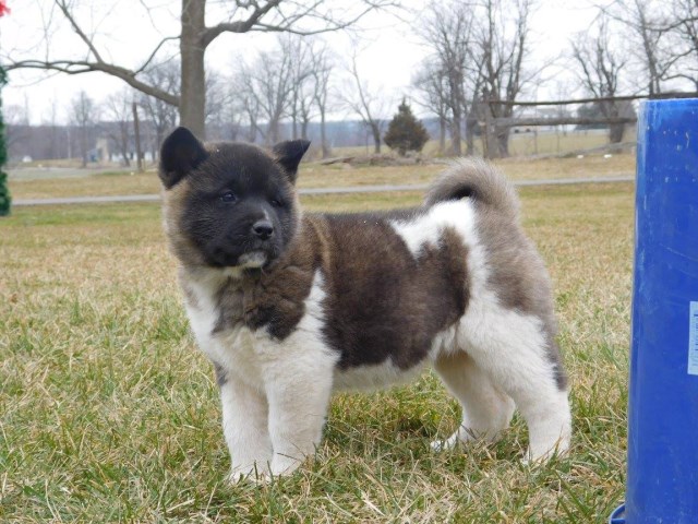 Akita puppy dog for sale in Honey Brook, Pennsylvania