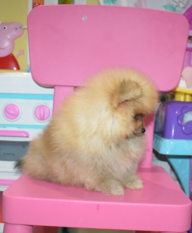 pomeranian purebread