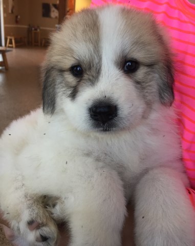Great Pyrenees puppy dog for sale in Nancy, Kentucky