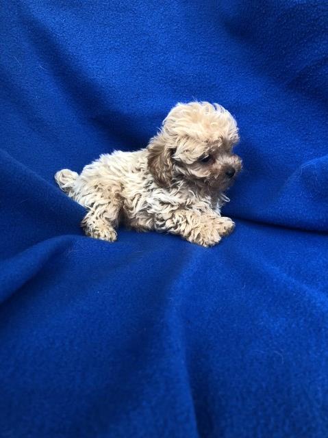 Poodle Toy puppy dog for sale in Lafayette, Louisiana