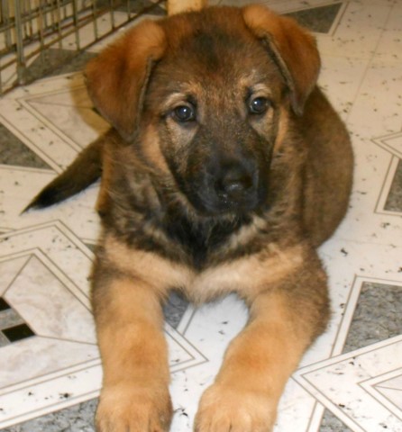 German Shepherd Pups. Big, Old Fashion Type