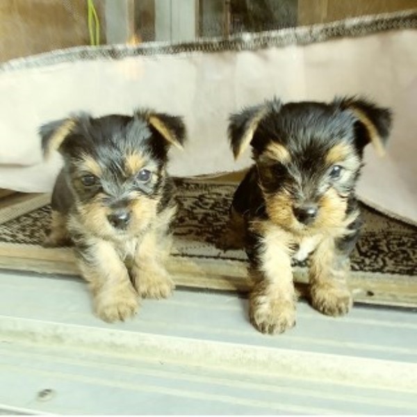 Yorkshire Terrier puppy dog for sale in Barre, Vermont