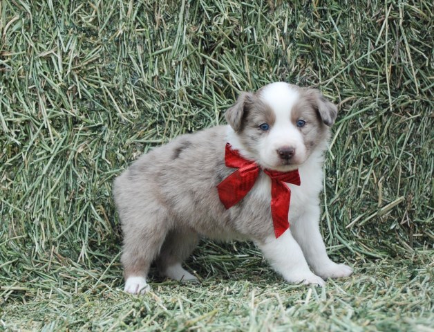 Australian Shepherd Dog Puppy Dog For Sale In Wellington Colorado