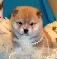 Shiba Inu Puppies And Dogs For Sale In Oklahoma