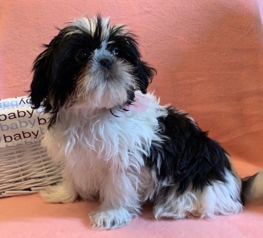 Shih Tzu puppy dog for sale in Lawrence, Massachusetts