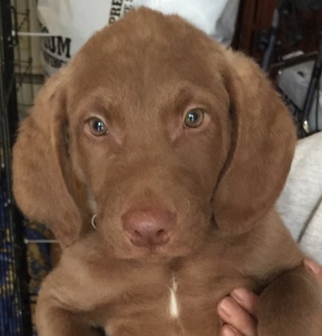 puppies chesapeake retriever bay mi dog michigan