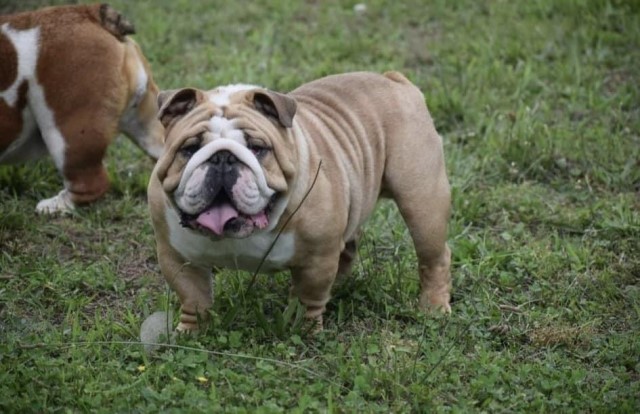 English Bulldog puppy dog for sale in Oologah, Oklahoma