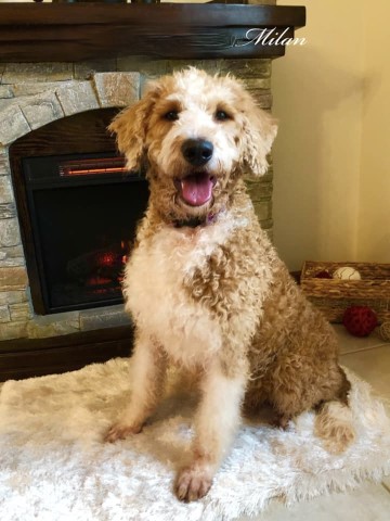 Goldendoodle puppy dog for sale in Newmanstown, Pennsylvania