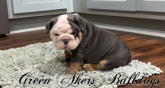 English Bulldog puppy dog for sale in Oologah, Oklahoma