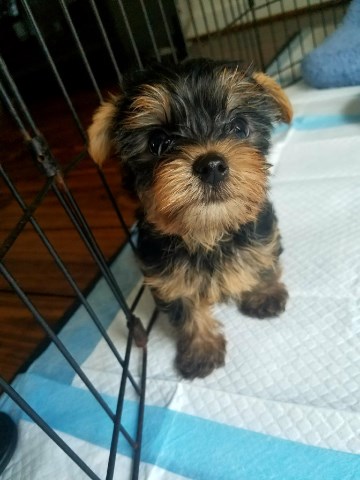 Yorkshire Terrier puppy dog for sale in Houston, Texas