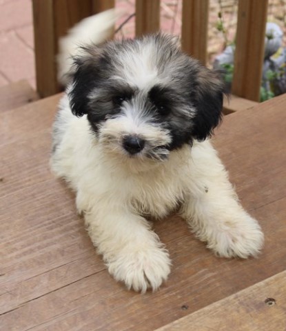 Havanese puppy dog for sale in Thayer, Kansas