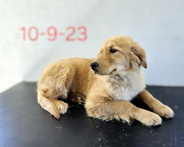 AKC Golden Retriever puppy Liily born Oct 9. call 231 821 2603