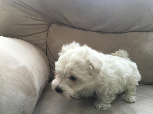 maltese-puppy-dog-for-sale-in-chesterfield-michigan