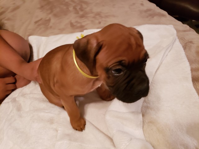 boxer puppies for sale in texas