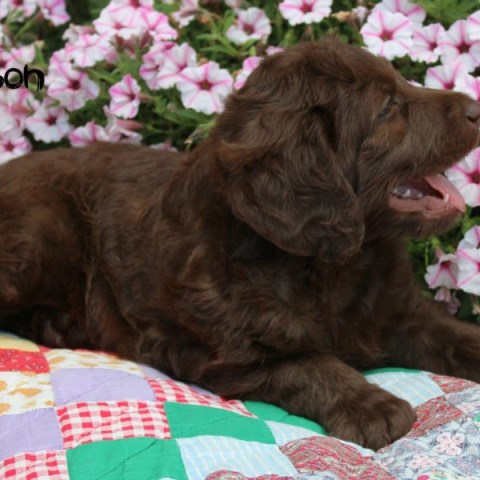 Labradoodle puppy dog for sale in north canton, Ohio