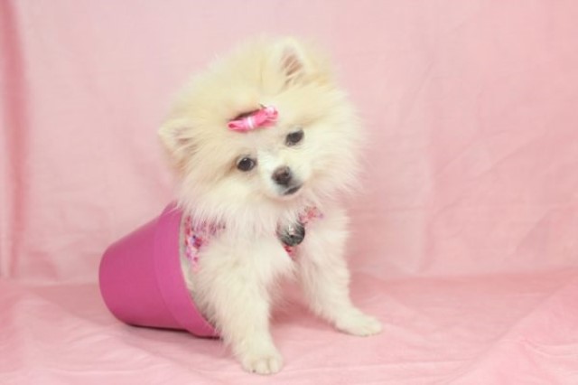 Pomeranian puppy dog for sale in Las Vegas, Nevada