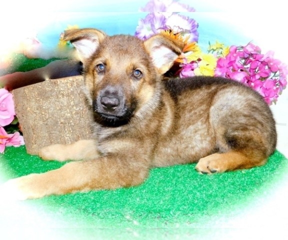 German Shepherd Dog puppy for sale + 64342