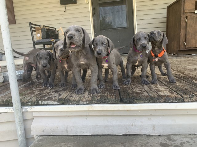 Featured image of post Great Dane Puppies For Sale In Ms