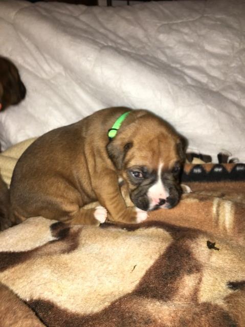 Boxer puppy dog for sale in Chandler, Arizona