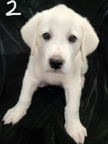 Great Pyrenees puppy dog for sale in Paducah, Kentucky