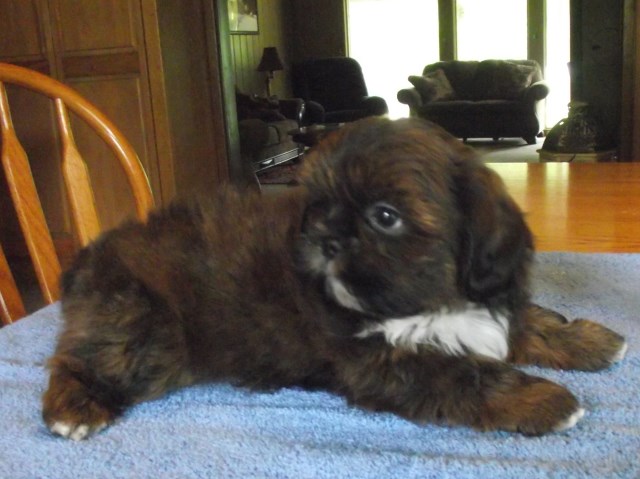 Shih Tzu Puppy Dog For Sale In Roscommon Michigan