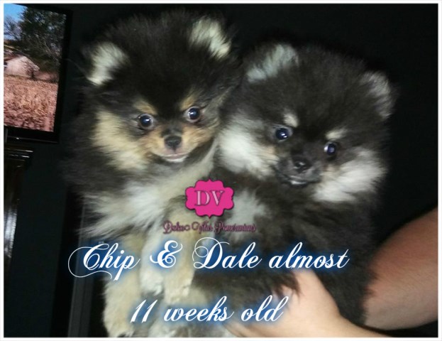 Pomeranian puppy dog for sale in Jacksonville, Florida