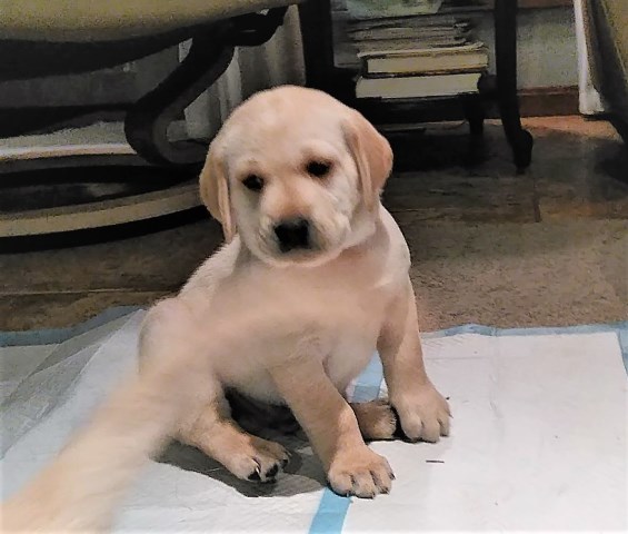 Labrador Retriever puppy dog for sale in Greenfield, New Hampshire