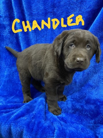 Labrador Retriever puppy dog for sale in Paulding, Ohio