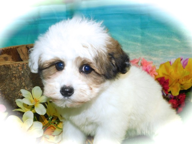 Shih Poo puppy dog for sale in Hammond, Indiana