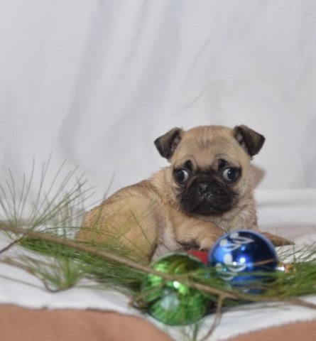 Pug puppy dog for sale in springsfield, Missouri