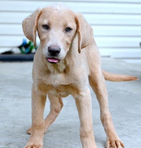 Labrador Retriever puppy for sale + 65822