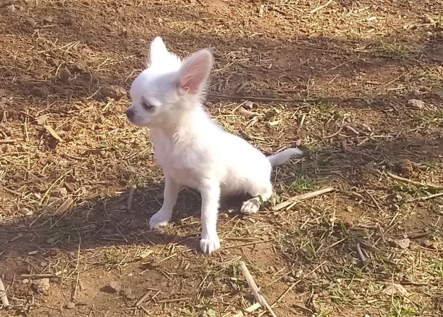 Long Coat Chihuahua White Male