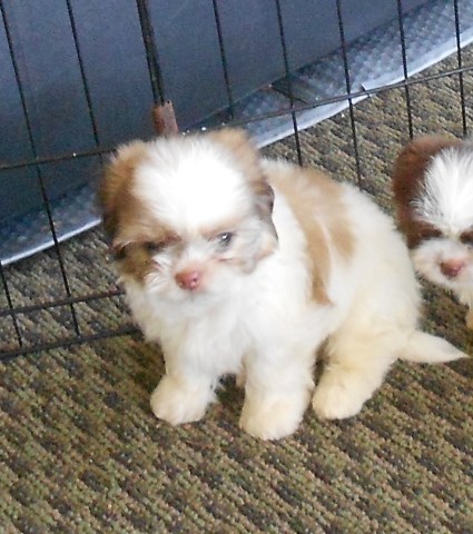 Shih Tzu puppy dog for sale in Columbia, South Carolina