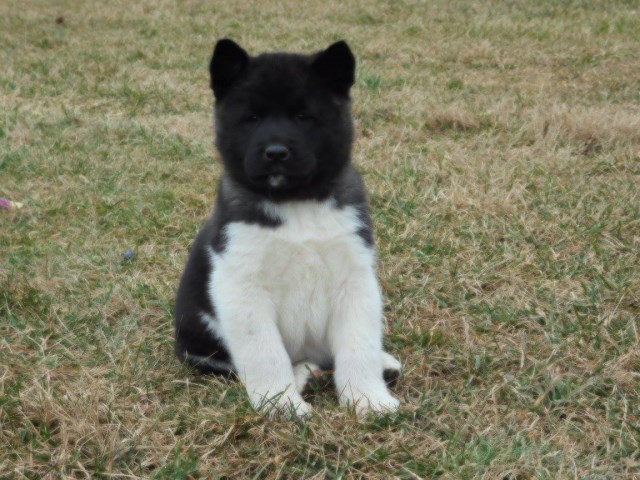 Akita puppy dog for sale in Honey Brook, Pennsylvania