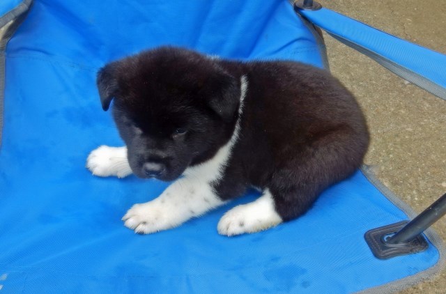 Akita puppy dog for sale in tacoma, Washington