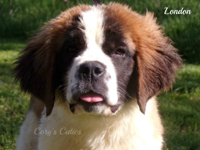 Saint Bernard puppy dog for sale in Elkland, Missouri