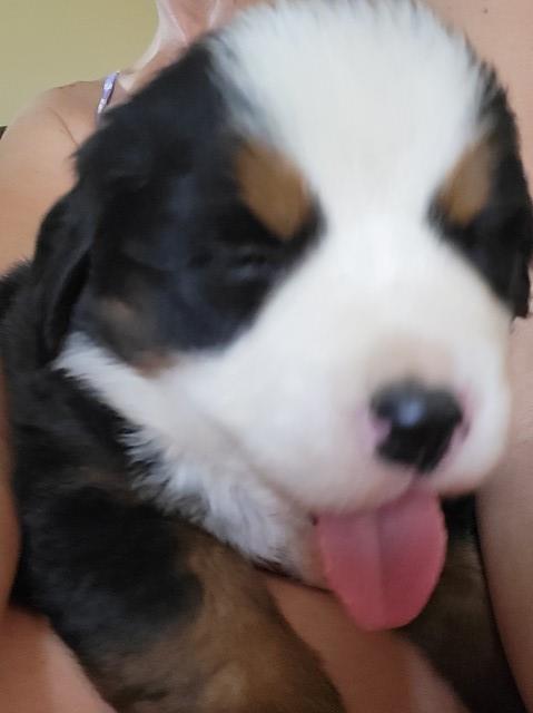 Bernese Mountain Dog puppy for sale + 65945