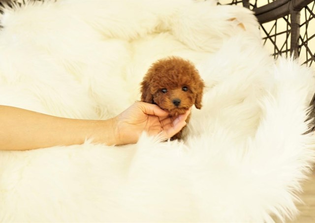 Poodle Miniature puppy dog for sale in Fullerton, California