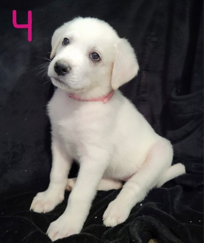 Great Pyrenees puppy dog for sale in Paducah, Kentucky