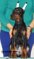 Doberman Pinscher Puppies and Dogs for sale near you