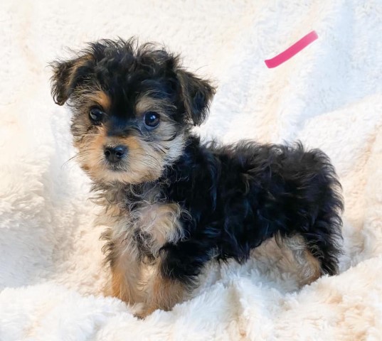 Yorkipoo puppy dog for sale in holtwood, Pennsylvania