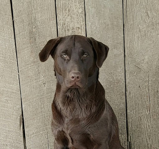 Labrador Retriever puppy for sale + 63989
