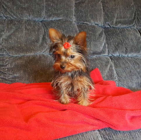 Yorkshire Terrier puppy dog for sale in Dinwiddie, Virginia