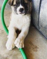 Akita Puppies and Dogs for sale near you