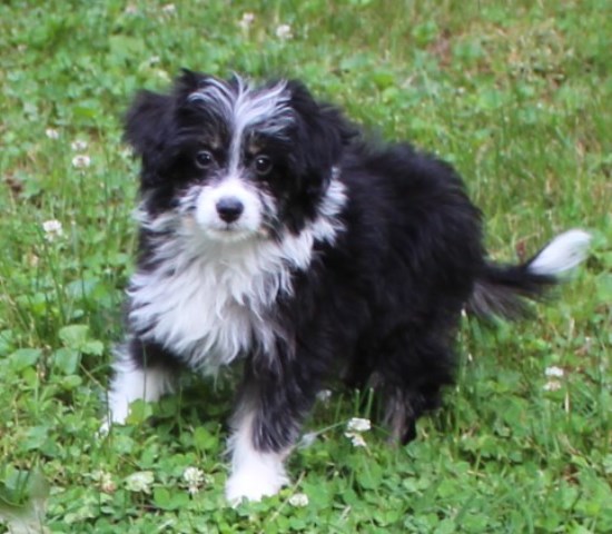 Australian Shepherd Dog puppy dog for sale in SMITHTON ...