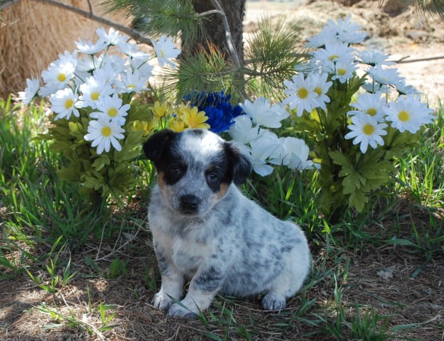 Australian Cattle Dog puppy dog for sale in Wellington