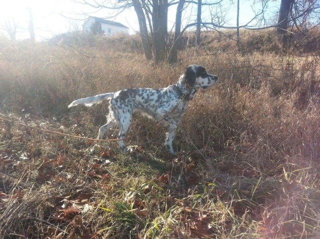 English Setter puppy dog for sale in morrice, Michigan