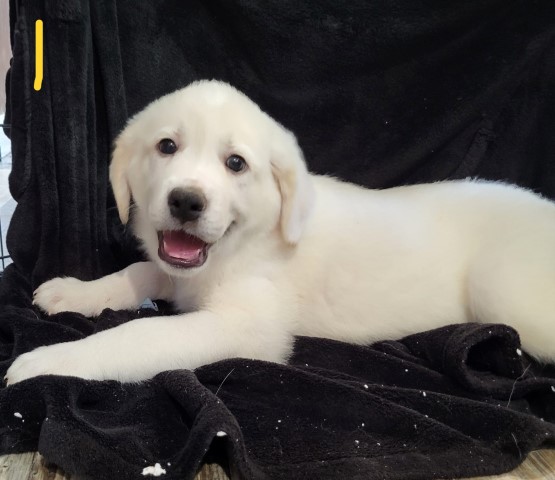 Great Pyrenees puppy dog for sale in Paducah, Kentucky