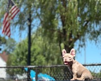 French Bulldog Puppies and Dogs for sale near you